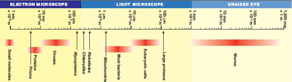 microorganisms