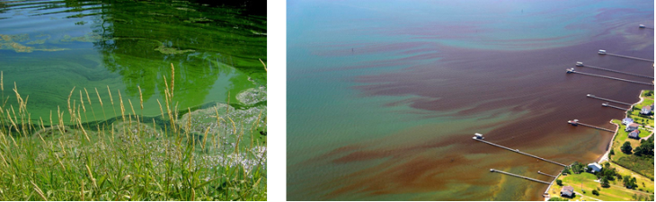 Harmful Algal Blooms