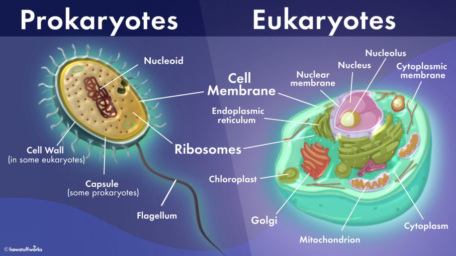 Prokaryotes and Eukaryotes