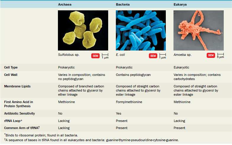 archaebacteria