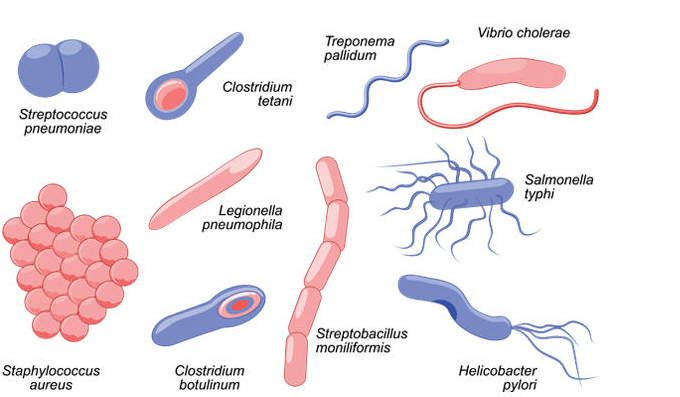 bacteria