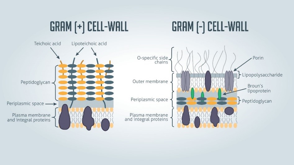 fundamental bacterial classifications