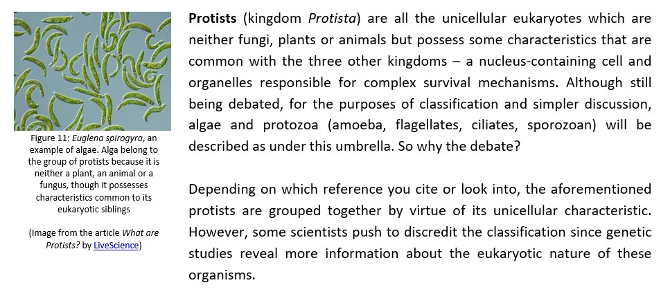 Protists