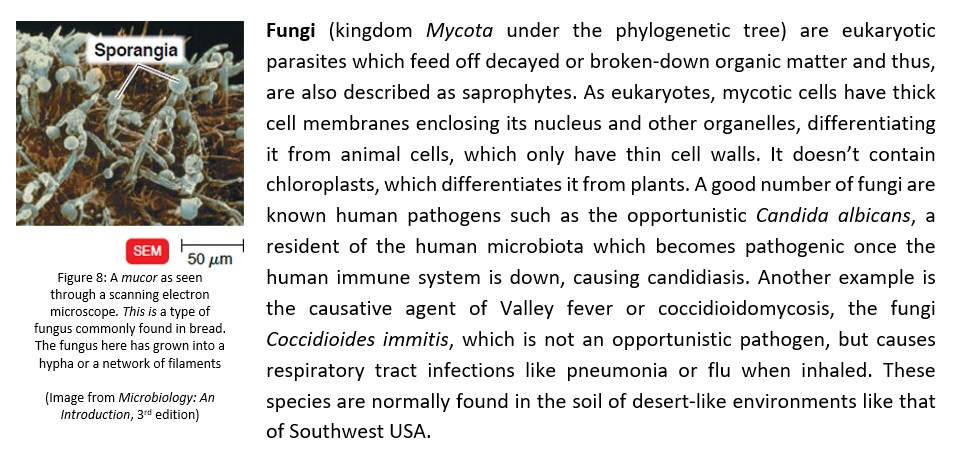 evolutionary patterns