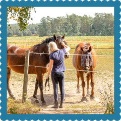 Horse Science and Horse Studies - Image