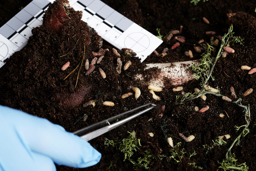 7 Best Online Bachelor’s In Forensic Entomology